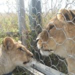 Leo incontra la leonessa Sissi per la prima volta